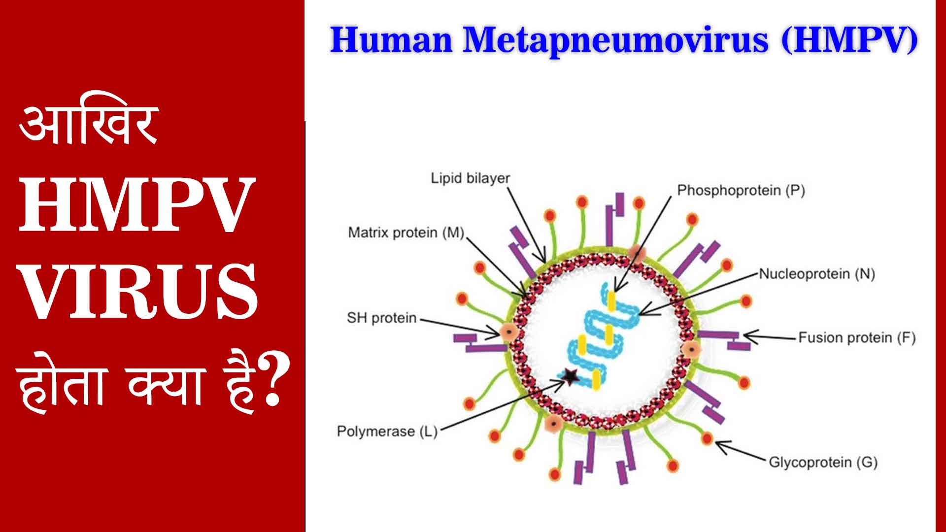 what is HMPV Virus?